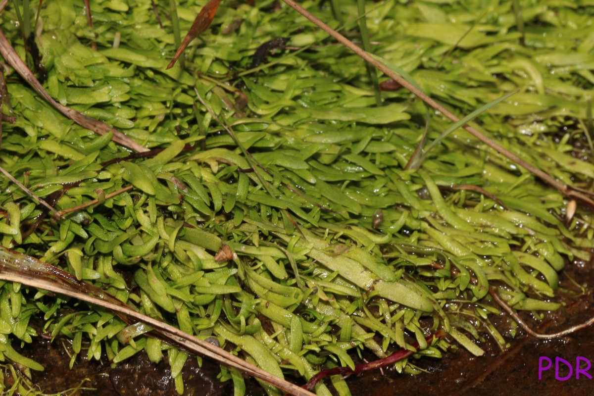Utricularia graminifolia Vahl